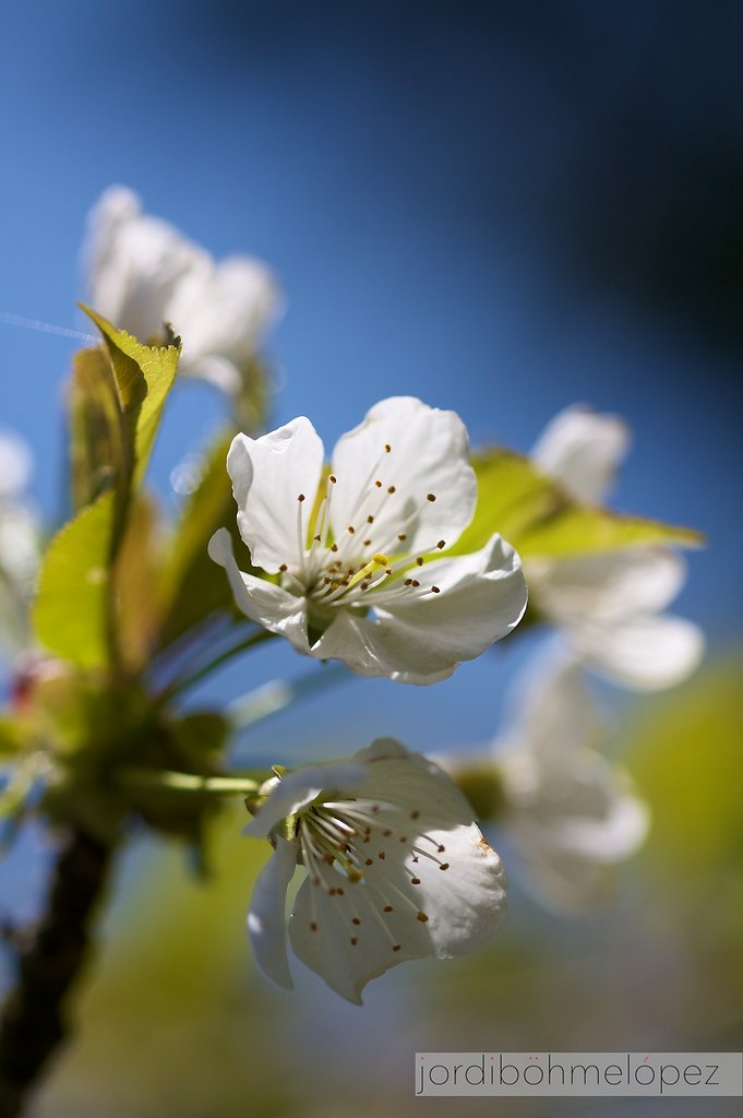 Frühling